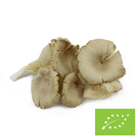 Friss osztrigagomba BIO Lengyelország - kb. 2 kg
