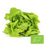 Friss fejes saláta BIO (Lengyelország) (kb. 0,20 kg)