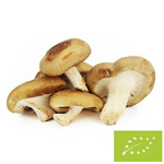 Shiitake gomba frissen (Lengyelország) (kb. 0,20 kg)