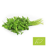 Friss petrezselyem BIO (Lengyelország) (kb. 35 g)