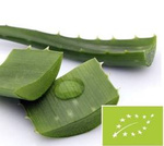Kozmetikai aloe BIO 1 kg – friss levelek
