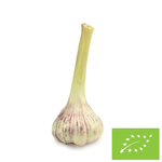 CZOSNEK ŚWIEŻY BIO (LENGYELORSZÁG) (kb. 50 g)