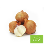 Friss BIO salotta hagyma – kb. 0,50 kg