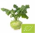Friss karalábé bio (lengyel) (kb. 0,20 kg)